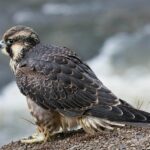 Falcão Peregrino Velocidade: Curiosidades Impressionantes