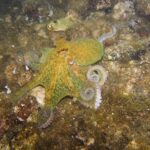 Polvo e Lulas: Diferenças e Curiosidades