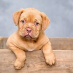 Raça Scooby Doo: Personagens e Curiosidades