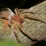 Aranha Venenosa no Brasil: Espécies e Perigos