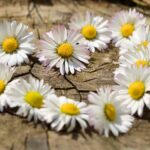 Como Fazer Alguém se Apaixonar Por Você: Dicas Comprovadas