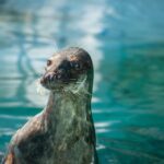 Leão Marinho Foca: Diferenças e Curiosidades