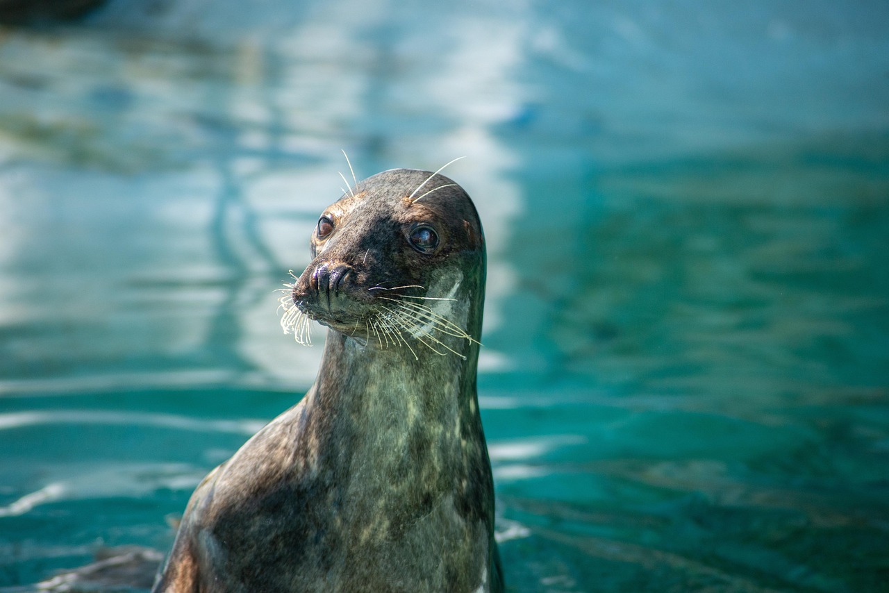 No momento, você está visualizando Leão Marinho Foca: Diferenças e Curiosidades