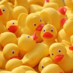 Diferença Entre Pato e Marreco: Guia Completo