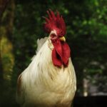 Galinhas Tem Dentes? Mito ou Verdade