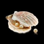 Ostra e Pérola: Diferenças e Curiosidades