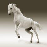Cavalo Branco de Napoleão: Curiosidade Histórica