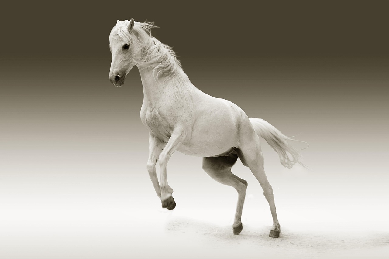 No momento, você está visualizando Cavalo Branco de Napoleão: Curiosidade Histórica