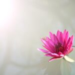 Diamantes Rosas: Curiosidades e Valor