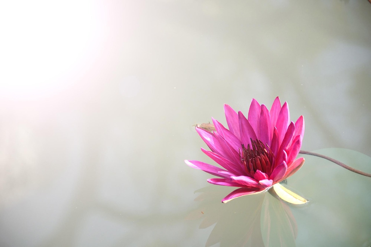 No momento, você está visualizando Diamantes Rosas: Curiosidades e Valor