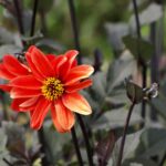 Dália Negra: Significado e Cultivo