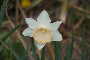 Leia mais sobre o artigo Flores secas: quanto tempo duram de verdade, onde colocar e como manter bonitas