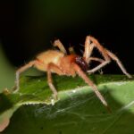 Aranha Venenosa Brasil: Espécies e Perigos