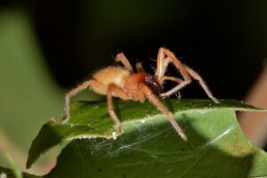 Leia mais sobre o artigo Aranha Venenosa Brasil: Espécies e Perigos