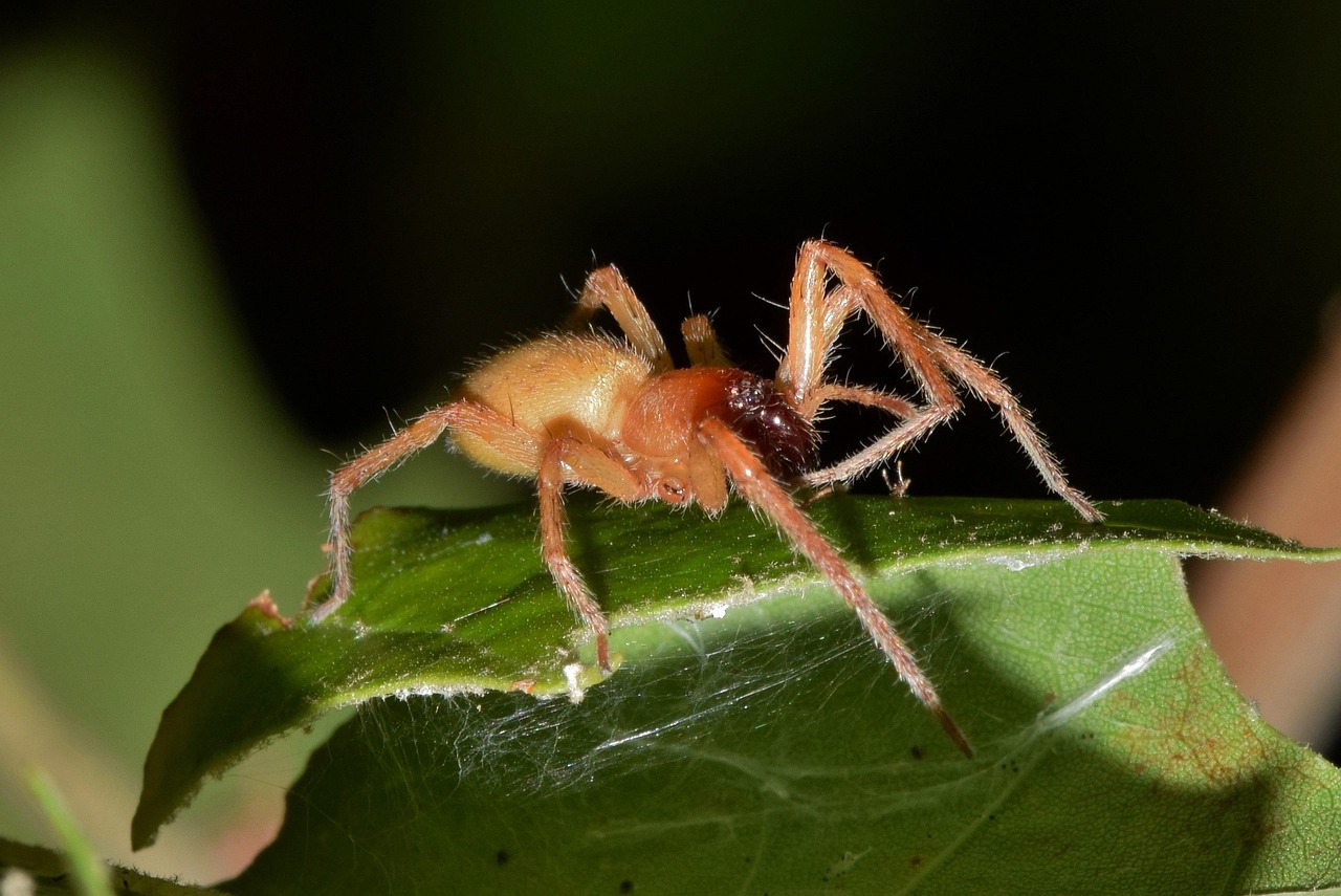 No momento, você está visualizando Aranha Venenosa Brasil: Espécies e Perigos