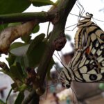 Borboletas Estômago: O Que Significa