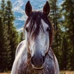 Cavalo Selvagem: Espécies e Características