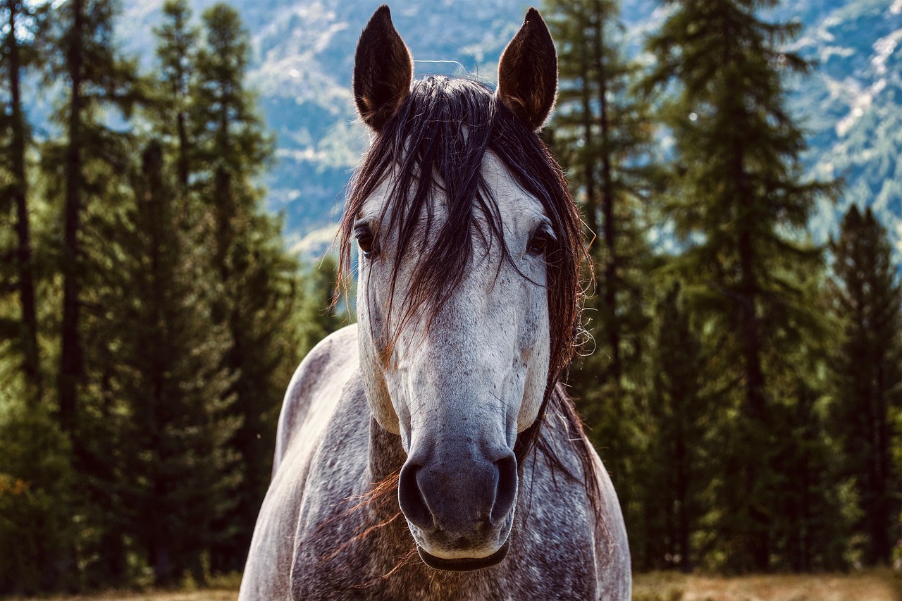No momento, você está visualizando Cavalo Selvagem: Espécies e Características