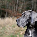 Dogue Alemão Scooby Doo: Curiosidades da Raça