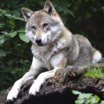 Lobo da Tasmânia: História e Extinção