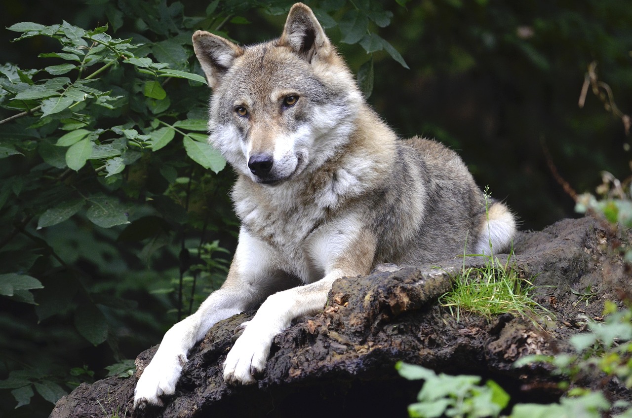 No momento, você está visualizando Lobo da Tasmânia: História e Extinção