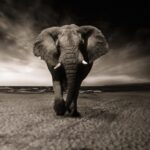 Qual o Animal Mais Barulhento do Mundo: Descubra
