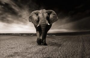 Leia mais sobre o artigo Qual o Animal Mais Barulhento do Mundo: Descubra