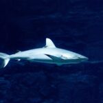 Megalodon Tamanho: Curiosidades e Comparações