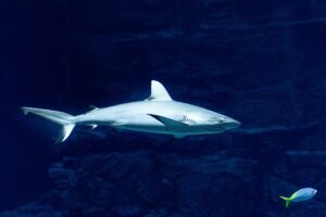 Leia mais sobre o artigo Megalodon Tamanho: Curiosidades e Comparações
