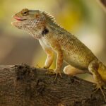 Teiú Lagarto: Espécie e Hábitos