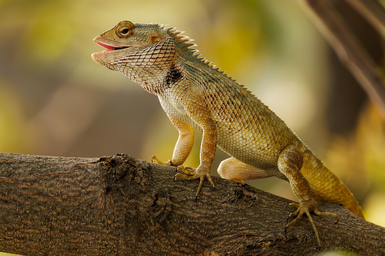 No momento, você está visualizando Teiú Lagarto: Espécie e Hábitos